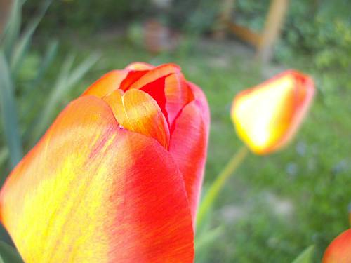 110411_Tulpen