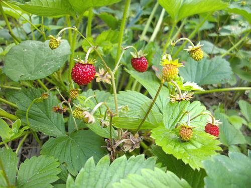 110608_Erdbeeren