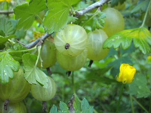 110628_Stachelbeeren