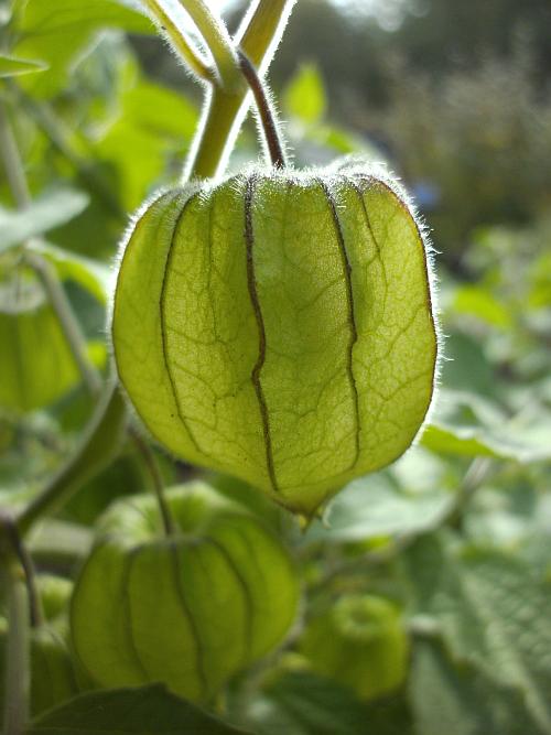 Physalis