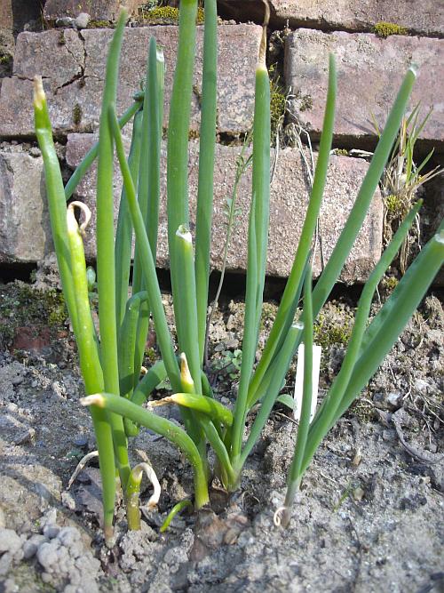 Schlangenknoblauch