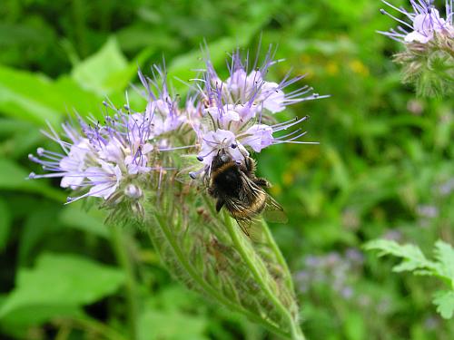 Phacelia