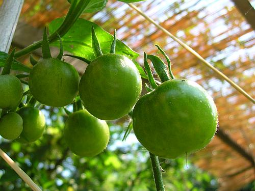 grüne Tomaten