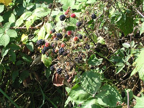 Brombeeren