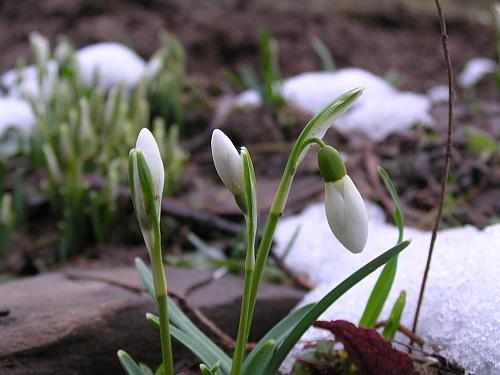 Schneeglöckchen