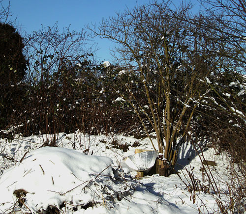 Trichterkocher im Schnee