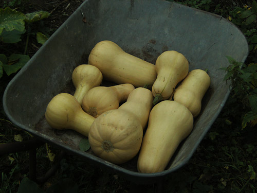 Butternut-Kürbisse Butternut-Kürbisse